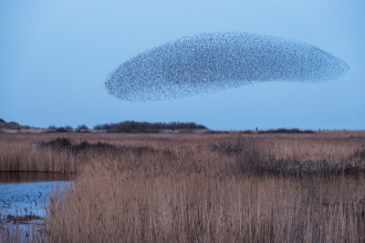 Swarm-Learning.png